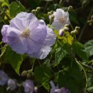 Abutilon Vitifolium Unique Perennial Seeds Fresh Garden