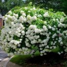 Hydrangea Paniculata Hydrangea Seeds Fresh Garden