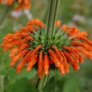 Leonotis Nepetifolia Unique Perennial Seeds Fresh Garden