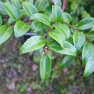 Vaccinium Ovatum Huckleberry Shrub Seeds Fresh Garden