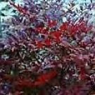 Nandina Domestica Moyers Red Heavenly Bamboo Seeds Fresh Garden