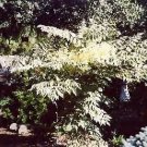 Variegated Chinese Aralia Elata 'Variegata' Seeds Fresh Garden