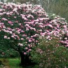 Rhododendron Fortunei Rhododendron Seeds Fresh Garden