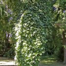 Aristolochia Durior Dutchmans Pipe Vine Exotic Seeds Fresh Garden