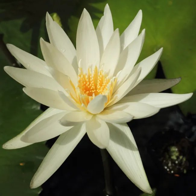 Nymphaea Ampla White Water Lily Seeds Fresh Garden