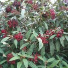 Viburnum Rhytidophyllum Leatherleaf Viburnum Seeds Fresh Garden