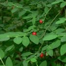Vaccinium Parviflorum Red Huckleberry Shrub Seeds Fresh Garden