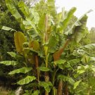 Musa Sikkimensis Hardy Banana Exotic Seeds Fresh Garden
