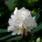 Rhododendron Maximum Rhododendron Seeds Fresh Garden