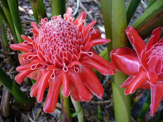 Etlingera Elatior Red Torch Ginger Seeds Fresh Garden