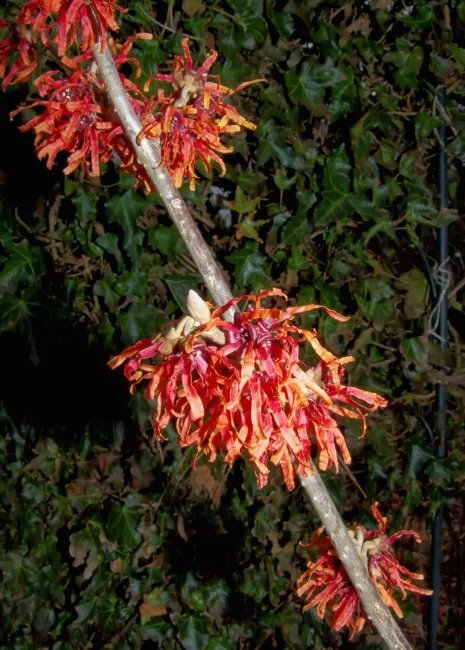 Hamamelis Intermedia Witch Hazel Shrub Seeds Fresh Garden