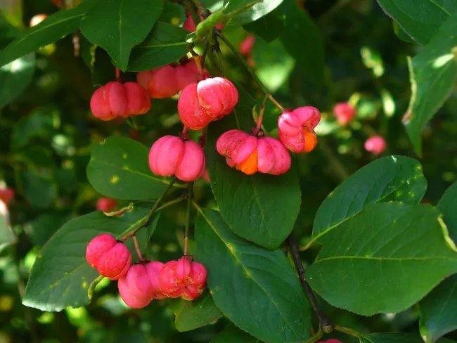 Euonymus Europaeus Spindle Tree Seeds Fresh Garden