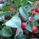 Gaultheria Procumbens Teaberry Edible Fruit Shrub Seeds Fresh Garden