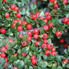 Cotoneaster Horizontalis Rock Cotoneaster Shrub Seeds Fresh Garden