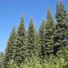 Abies Magnifica Silvertip Fir Tree Seeds Fresh Garden