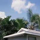 Washingtonia Filibusta Hybrid Hardy Palm Seeds Fresh Garden