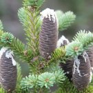 Abies Balsamea Balsam Fir Tree Seeds Fresh Garden