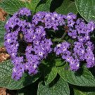 Heliotrope Marine Fragrant Purple Blooms Seeds Fresh Garden