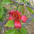 Ceiba Pentandra Silk Cotton Tree Seeds Fresh Garden