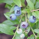 Vaccinium Angustifolium Lowbush Blueberry Shrub Seeds Fresh Garden