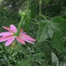 Passiflora Mollissima Banana Passionflower Exotic Seeds Fresh Garden