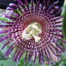 Passiflora Laurifolia Passionflower Exotic Seeds Fresh Garden