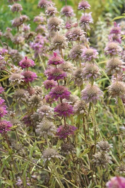 Monarda Citriodora Lemon Bee Balm Perennial Seeds Fresh Garden