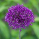 Allium Aflatunense Purple Sensation Seeds Fresh Garden