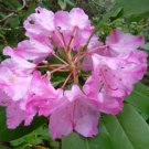 Rhododendron Macrophyllum Bigleaf Rhododendron Seeds Fresh Garden
