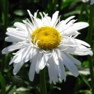 Leucanthemum Crazy Daisy Double Shasta Daisy Seeds Fresh Garden