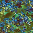 Viburnum Dentatum Arrowwood Viburnum Shrub Seeds Fresh Garden