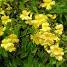 Macfadyena Unguis Cati Evergreen Vine Yellow Flowers Seeds Fresh Garden