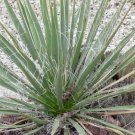 Yucca Angustissima Narrowleaf Yucca Seeds Fresh Garden
