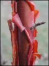 Acer Griseum Paperbark Maple Tree Seeds Fresh Garden