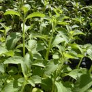 Stevia Rebaudiana Sugar Substitute Herb Seeds Fresh Garden