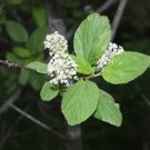 Ceanothus Sanguineus Redstem Ceanothus Shrub Seeds Fresh Garden