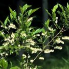 Leucothoe Racemosa Leucothoe Seeds Fresh Garden