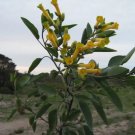 Nicotiana Glauca Hardy Tree Tobacco Seeds Fresh Garden