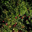 Vaccinium Macrocarpon Cranberry Shrub Seeds Fresh Garden