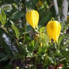 Clematis Tangutica Golden Clematis Seeds Fresh Garden