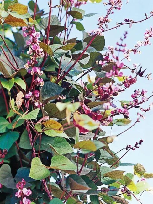 Dolichos Lablab Red Leaved Hyacinth Bean Vine Seeds Fresh Garden