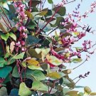 Dolichos Lablab Red Leaved Hyacinth Bean Vine Seeds Fresh Garden