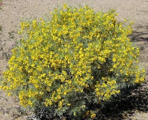 Cassia Artemisioides Silver Senna Yellow Flowers Seeds Fresh Garden