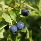 Vaccinium Myrtillus Billberry Shrub Seeds Fresh Garden