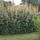 Macleaya Cordata Unusual Perennial Seeds Fresh Garden