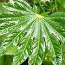 Fatsia Japonica Hardy Japanese Aralia Seeds Very Exotic Fresh Garden