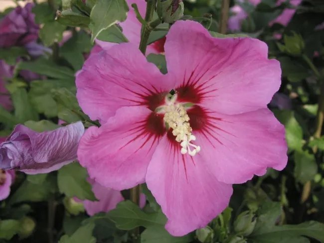 Hibiscus Syriacus Violet Satin Rose Of Sharon Seeds Fresh Garden