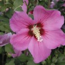 Hibiscus Syriacus Violet Satin Rose Of Sharon Seeds Fresh Garden