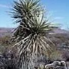 Yucca Glauca Rare Tree Form Plains Yucca Seeds Fresh Garden