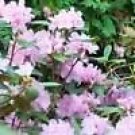 Rhododendron Carolinianum Rosebay Rhododendron Seeds Fresh Garden